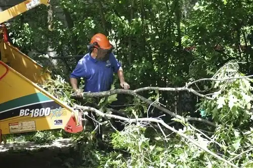 tree services Syracuse